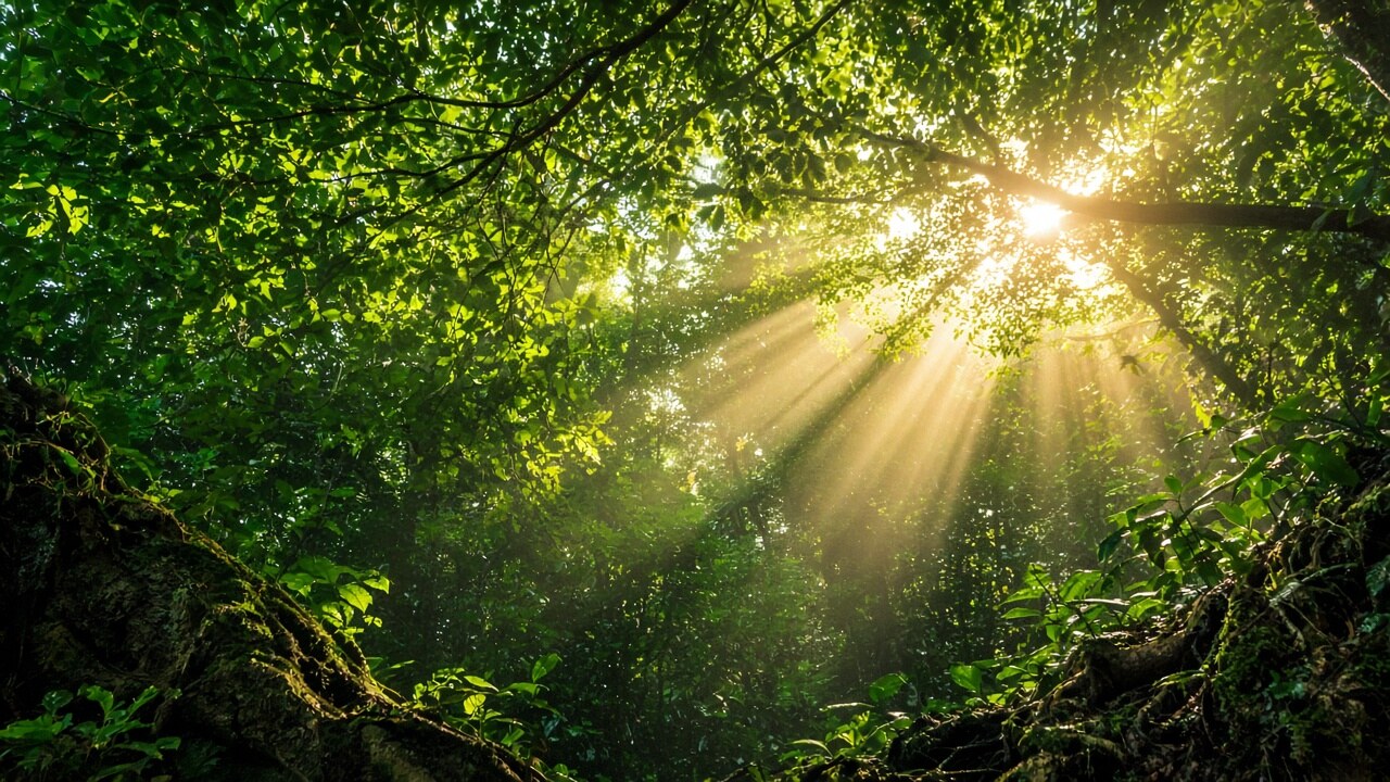 How Plants Quietly Run the Planet’s Life Support